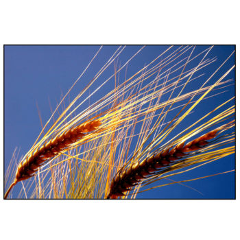 Fotografía titulada "epis de blé" por Maryse Ledoux, Obra de arte original, Fotografía digital