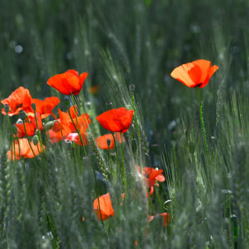 Photography titled "Coquelicots" by Maryse Ledoux, Original Artwork, Digital Photography