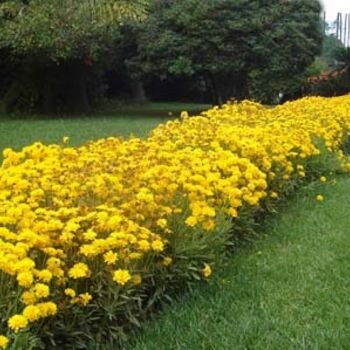 Photographie intitulée "Jardin d'Essais - A…" par Leila Ameddah, Œuvre d'art originale