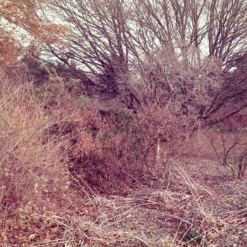 Fotografie getiteld "Planting Field Arbo…" door Len Jenshel, Origineel Kunstwerk, Film fotografie