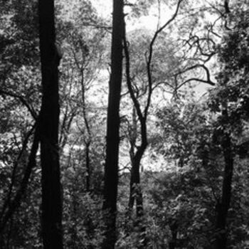 Photography titled "Forest Trees" by Lenka Graner, Original Artwork