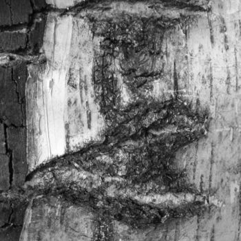 Photography titled "Birch Tree Trunk Ba…" by Lenka Graner, Original Artwork