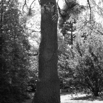 Photography titled "Lone Tree" by Lenka Graner, Original Artwork