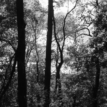 제목이 "Forest"인 사진 Lenka Graner로, 원작