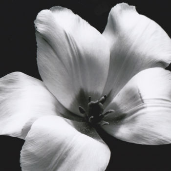 Photography titled "Fleurs noir et blanc" by Gunnar Lentz, Original Artwork, Non Manipulated Photography