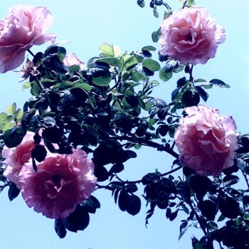 제목이 "Roses"인 사진 Leontines로, 원작, 조작된 사진