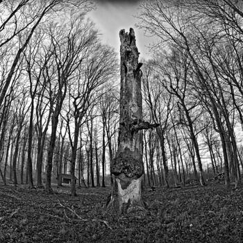 Fotografia zatytułowany „Wachstum und Verfall” autorstwa Leopold Brix, Oryginalna praca, Fotografia cyfrowa