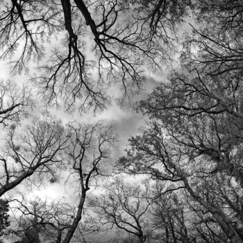 Fotografie mit dem Titel "Baumkronen" von Leopold Brix, Original-Kunstwerk, Digitale Fotografie