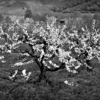 Fotografie mit dem Titel "Der Kirschbaum" von Leopold Brix, Original-Kunstwerk, Digitale Fotografie