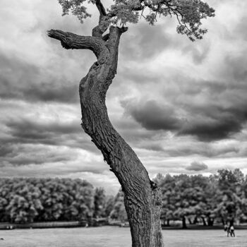 Fotografía titulada "Der einzelne Baum" por Leopold Brix, Obra de arte original, Fotografía digital