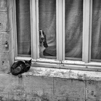 Fotografie mit dem Titel "Katze und Hund" von Leopold Brix, Original-Kunstwerk, Digitale Fotografie
