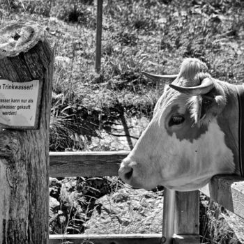 Fotografia zatytułowany „Die durstige Kuh” autorstwa Leopold Brix, Oryginalna praca, Fotografia cyfrowa