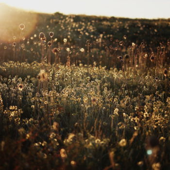 Photographie intitulée "Calme et douceur" par Aurore Ellmer, Œuvre d'art originale