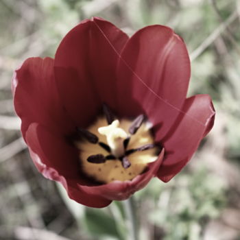 Fotografia intitolato "Tulipe Rétro" da Aurore Ellmer, Opera d'arte originale