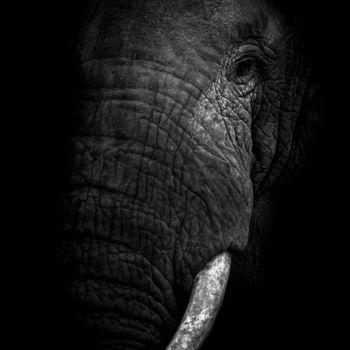 「ELEPHANT'S EXTINCTI…」というタイトルの写真撮影 Levi Fine Artによって, オリジナルのアートワーク