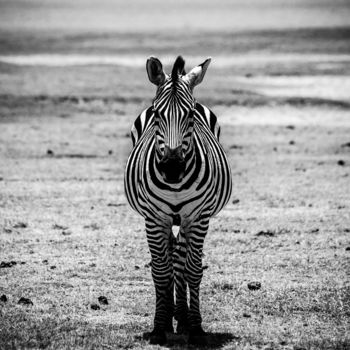 Photography titled "CONFIDENT ZEBRA LIM…" by Levi Fine Art, Original Artwork