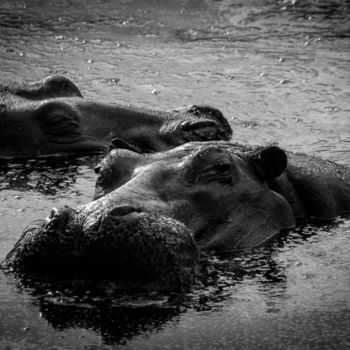 「DARK HIPPOS LIMITED…」というタイトルの写真撮影 Levi Fine Artによって, オリジナルのアートワーク, その他