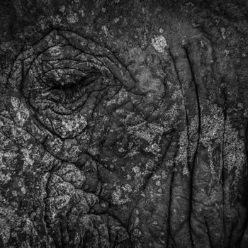 Photography titled "ELEPHANT EYE LIMITE…" by Levi Fine Art, Original Artwork