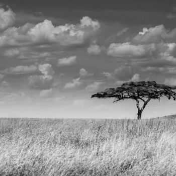 「SAVANNAH TREE LIMIT…」というタイトルの写真撮影 Levi Fine Artによって, オリジナルのアートワーク
