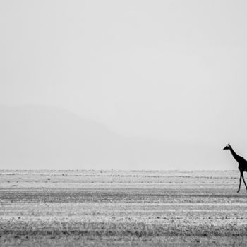 Фотография под названием "GIRAFFE IN QUEST FO…" - Levi Fine Art, Подлинное произведение искусства