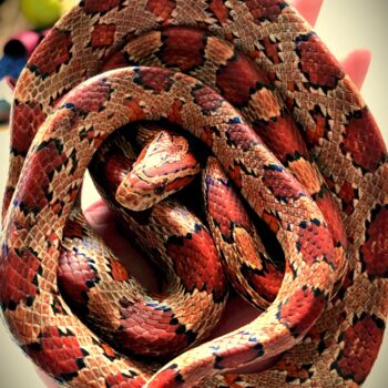 제목이 "Red Snake."인 사진 Lews Andrew로, 원작, 아날로그 사진