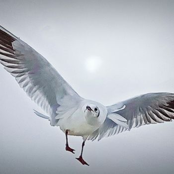 Photography titled "mouette 2" by Karl Lhériteau, Original Artwork, Non Manipulated Photography
