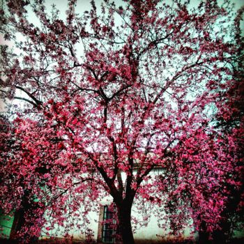 Fotografie getiteld "cherry tree" door Liliana Capitão, Origineel Kunstwerk