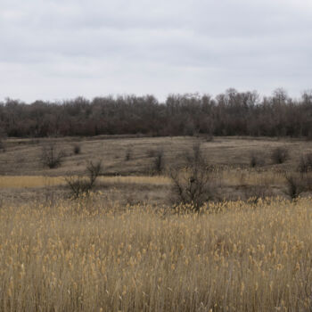 Fotografía titulada "Landscape with reed…" por Liliia Kucher, Obra de arte original, Fotografía digital