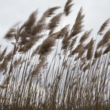 Fotografie getiteld "Landscape with reed…" door Liliia Kucher, Origineel Kunstwerk, Digitale fotografie