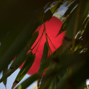 摄影 标题为“Nylon and bamboo” 由Liliia Kucher, 原创艺术品, 数码摄影