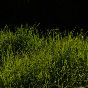 Photographie intitulée "Grass for the rabbi…" par Liliia Kucher, Œuvre d'art originale, Photographie numérique