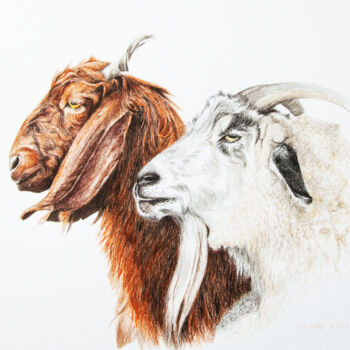 Tekening getiteld "Zwei Ziegen" door Lilla Varhelyi, Origineel Kunstwerk, Inkt