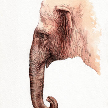 Drawing titled "Asiatischer Elefant" by Lilla Varhelyi, Original Artwork, Ink