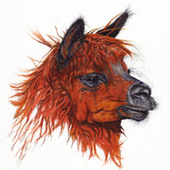 Dibujo titulada "Alpaka" por Lilla Varhelyi, Obra de arte original, Tinta
