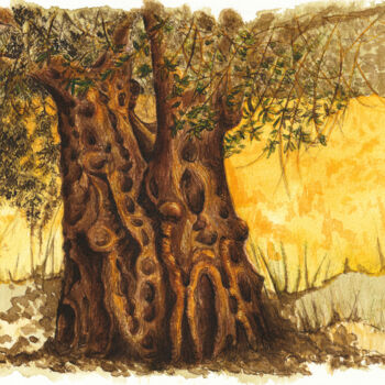 Zeichnungen mit dem Titel "Baumstudie 16 Olive…" von Lilla Varhelyi, Original-Kunstwerk, Tinte