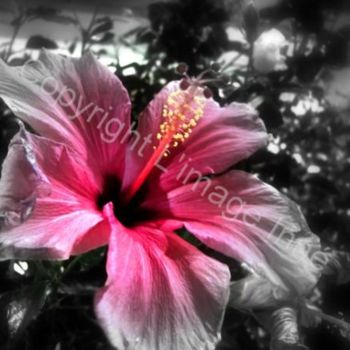 Photography titled "pinky dream" by L Image Inné S.E.N.C., Original Artwork