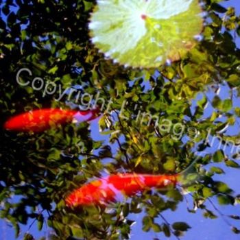 Photography titled "fishy" by L Image Inné S.E.N.C., Original Artwork