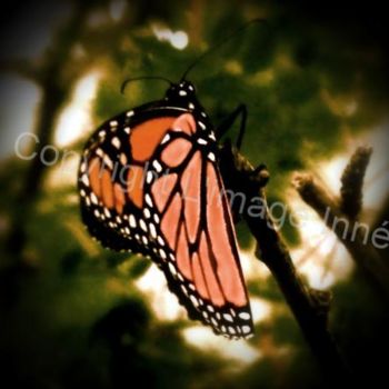 Photographie intitulée "papillon" par L Image Inné S.E.N.C., Œuvre d'art originale