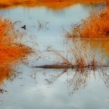 Φωτογραφία με τίτλο "Duck on Pond" από Linda Hegland, Αυθεντικά έργα τέχνης