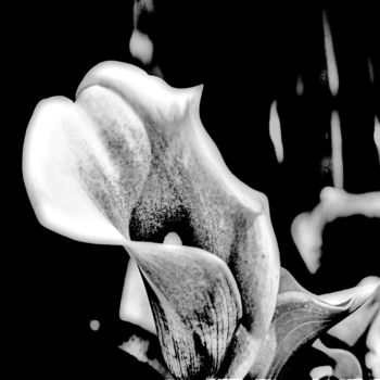 Photographie intitulée "Calla Lily" par Linda Hegland, Œuvre d'art originale