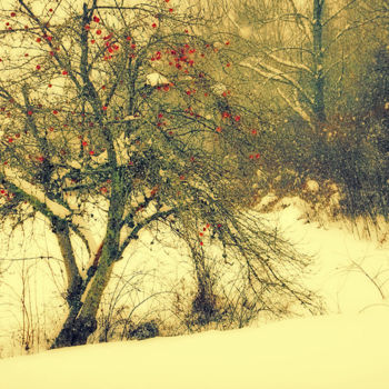 Photography titled "Apple Light in Snow" by Linda Hegland, Original Artwork, Digital Photography