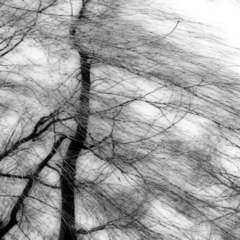 "Willow Tree on Wind…" başlıklı Fotoğraf Linda Hegland tarafından, Orijinal sanat, Dijital Fotoğrafçılık