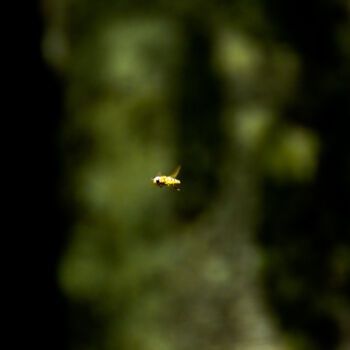 Photographie intitulée "flying bee" par Lionel Girardin, Œuvre d'art originale, Photographie numérique
