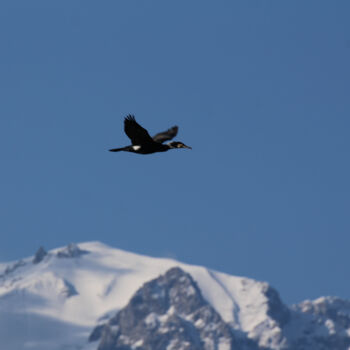 Fotografia zatytułowany „Oiseau en vol” autorstwa Lionel Girardin, Oryginalna praca, Fotografia cyfrowa