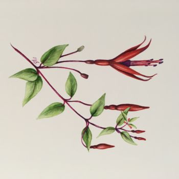 Peinture intitulée "Fuchsia Riccartonii" par Liz Hansen, Œuvre d'art originale, Aquarelle