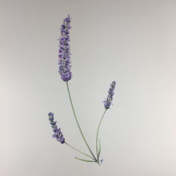 Painting titled "Lavender" by Liz Hansen, Original Artwork, Watercolor