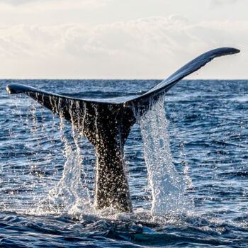 Fotografie mit dem Titel "A Whale of a Waterf…" von Lm Walker, Original-Kunstwerk, Digitale Fotografie