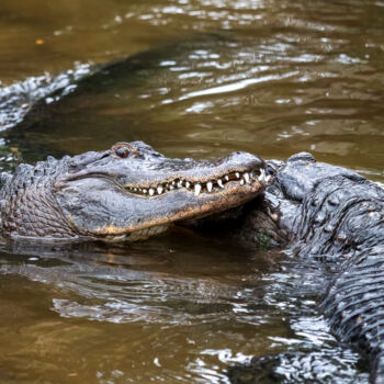 Fotografie mit dem Titel "Alligator Courtship…" von Lm Walker, Original-Kunstwerk, Digitale Fotografie