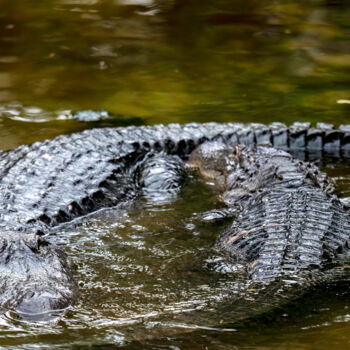 Fotografia intitulada "Alligator Courtship…" por Lm Walker, Obras de arte originais, Fotografia digital