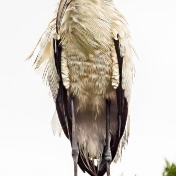 Photographie intitulée "Wood Stork" par Lm Walker, Œuvre d'art originale, Photographie numérique